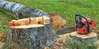 How Our Tree Care Process Works  in  Whitley City, KY