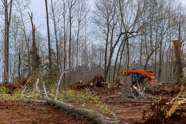 Whitley City, KY Tree Care Company