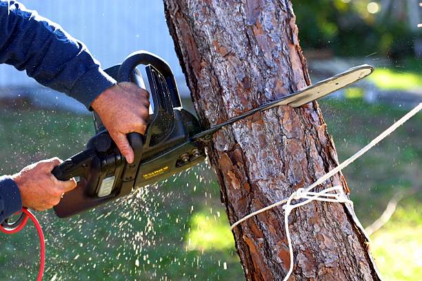 Best Tree and Shrub Care  in Whitley City, KY