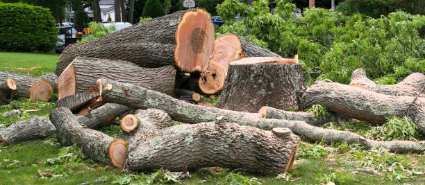 Best Lawn Maintenance Plans  in Whitley City, KY
